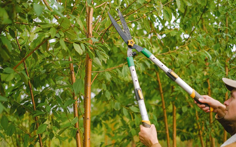 Tree trimming in Erwin, NC